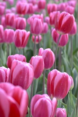 画面いっぱいに広がるチューリップ畑
