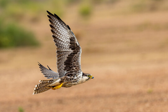 Lagger Falcon in flight hunting the spiny tailed lizards at Desert National Park, Jaisalmer, Rajasthan.