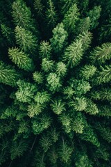 Fototapeta premium Dense green trees filled up the frame for background, 