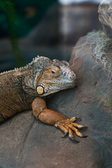 A large orange iguana lizard rests lying on a rock in the Minsk zoo
