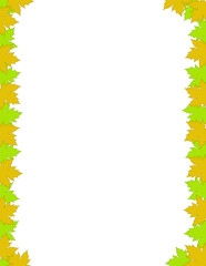 White background with maple leaves. Vector maple. White background with maple leaves for your design or advertising.