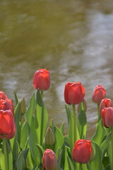 Obraz premium 水辺に咲くチューリップ 