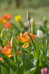 画面いっぱいに広がるチューリップ畑
