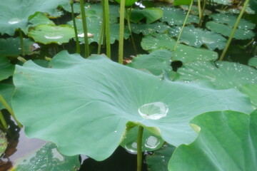 water lily in the garden