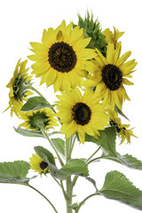Decorative Sunflower