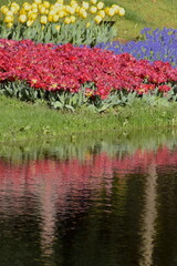 池に反射する真っ赤なチューリップ畑
