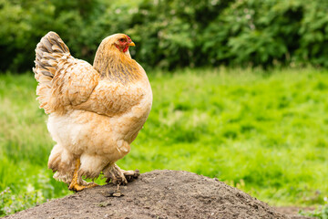 Chickens on a farm in the countryside. Selective focus