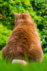 Big red cat sitting in a garden with his back to the camera. Selective focus on cat with blurred background.