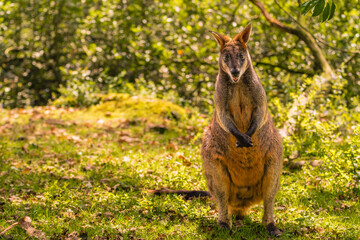 Red-necked wallaby (Macropus rufogriseus) in the wild