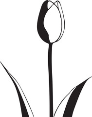 black and white tulip