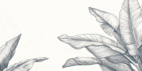 Tropical banana leaves pencil drawing botanical illustration