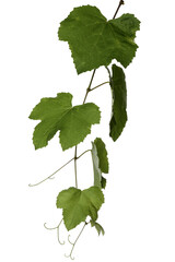 green leaves of grape