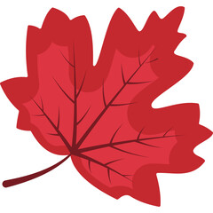 Autumn Leaf Illustration
