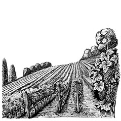 Black and White Vineyard on a Slope in Sketch Style.eps