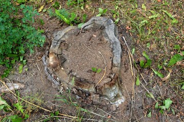 Rotten root with inhabited worms.