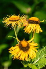 Beautiful Yellow Elecampane