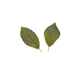 Green plum leaf isolated on white background.