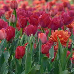 真っ赤なチューリップ畑