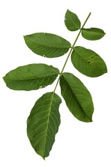 green leaves walnut