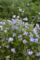 紫と白のまだら模様のネモフィラ