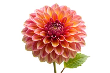 red dahlia isolated on a white background 