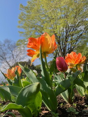 下から見たチューリップ