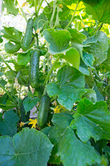 The bush cucumbers hang on the trellis in the garden .