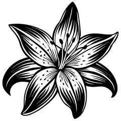 lily vector.Cute hand drawn flower vector illustration in black outline and white plane. Cute hand drawn flower vector illustration in black outline and white plane on white .flower vector.flower logo