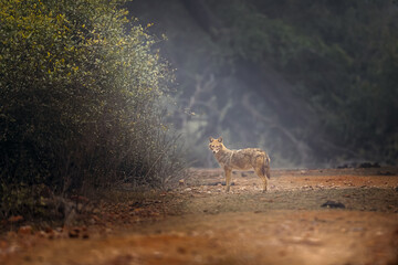Indian Jackal is a common canid, often scavenging nearby human settlements, is shy of humans. This image was created at Bharatpur, Rajasthan.