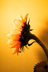 Sunflower in yellow light