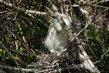 Snowy Egret