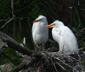 White heron chicks