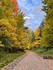 path in autumn forest
