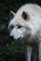 White wolf