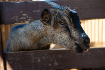 Fototapeta premium A goat leaned out over a wooden fence at the Minsk zoo