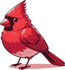 A cute Northern Cardinal bird standing with vibrant red feathers with white background