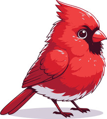 A cute Northern Cardinal bird standing with vibrant red feathers with white background