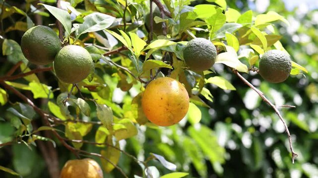 Under Ripe Orange Underripe Images – Browse 757 Stock Photos, Vectors, and Video | Adobe ...