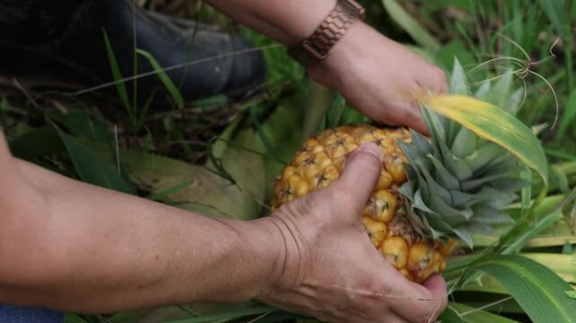Close-up top view of a person picking up a pineapple from the field.