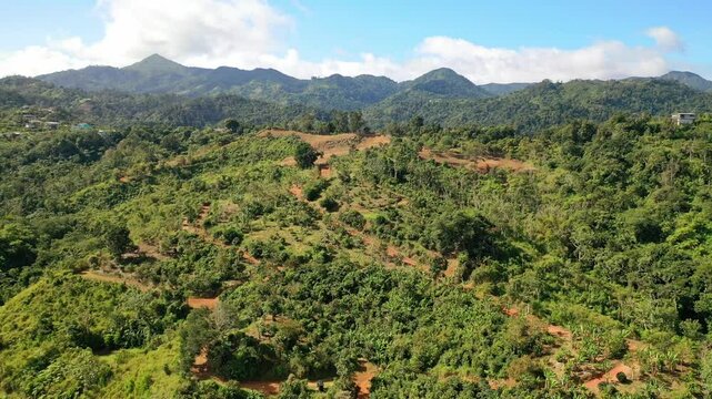 Aerial drone shot of the lush, expansive coffee farm fields in Adjuntas, Puerto Rico.