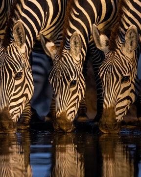 A herd of zebras drinks just after sunset, always alert and ready to flee