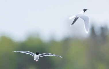 Pair of black-headed gulls in mid-flight on a sunny day against blur background
