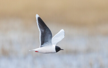 Black-headed gull in mid-flight against blur background
