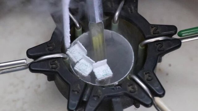 Closeup footage of the frozen bulls semen injections, for the artificial insemination