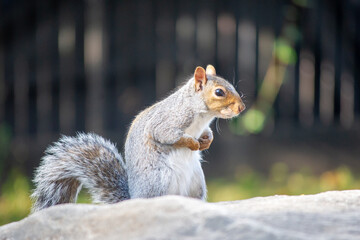 Close-up shot of eastern gray squirrel standing on a rock with a blurred background