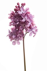 Obraz premium Close-up shot of a beautiful purple flower placed in a decorative vase