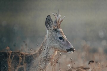 Young deer with antlers in a field during golden hour