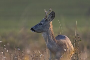 Young Deer in Sunlit Field