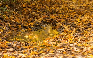 Autumn forest scene with fallen leaves and puddle.