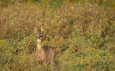 Young deer in a grassy field on a sunny day